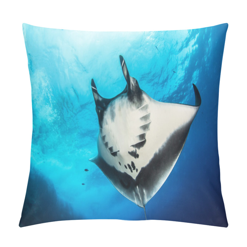 Personality  Manta Ray At Isla Revillagigedos, Mexico Pillow Covers