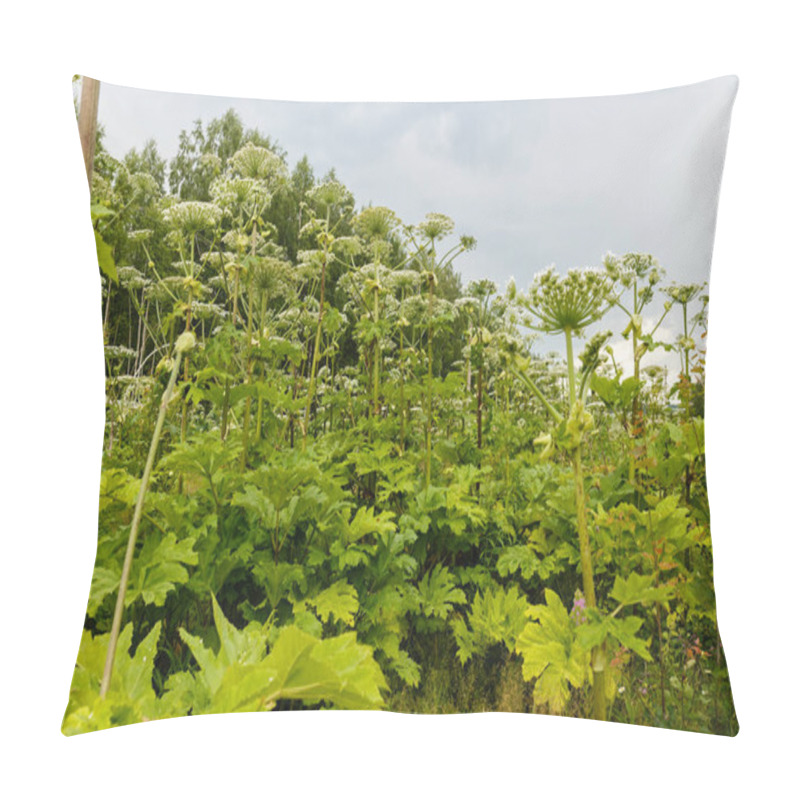 Personality  Cow Parsnip Blooms In Summer Pillow Covers