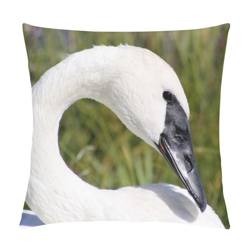 Personality  Beautiful Trumpeter Swan Pillow Covers