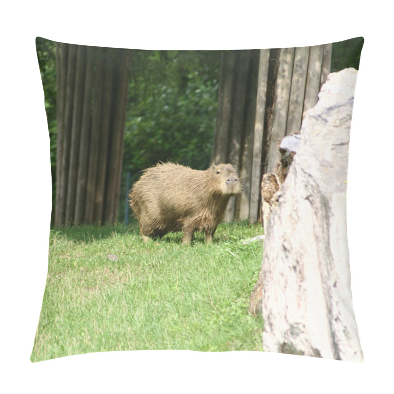 Personality  Capybara Pillow Covers