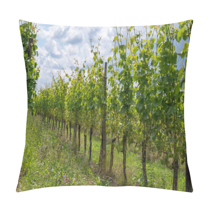 Personality  Summertime On Dutch Vineyard, Young Green Wine Grapes Hanging And Ripening On Grape Plants Pillow Covers