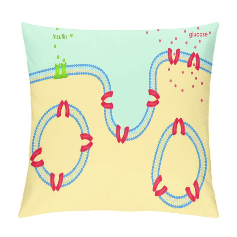 Personality  Glucose Transport Through Cell Membrane Via Transporters Pillow Covers