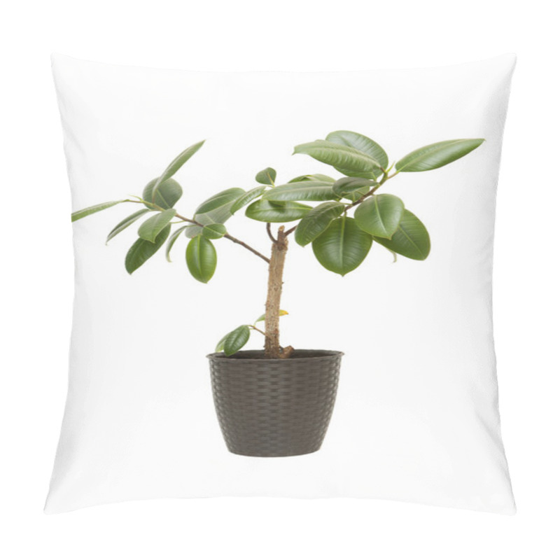 Personality  Houseplant Ficus Elastica  Pillow Covers