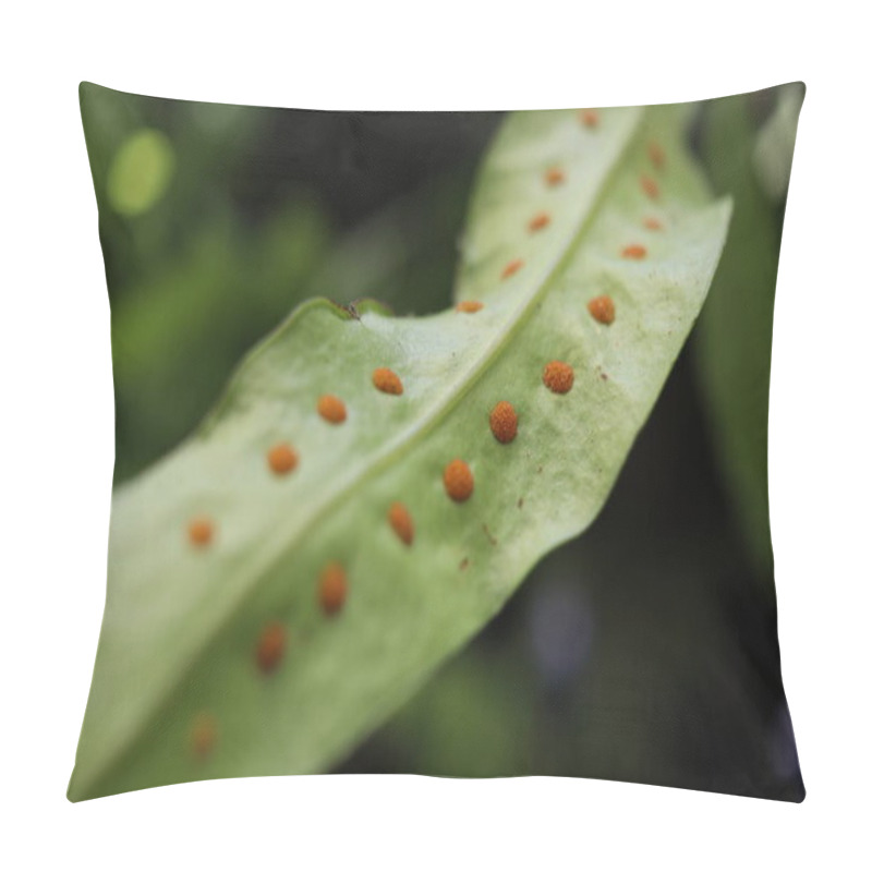 Personality  Orange Spot Of Spores On Back Of Fern's Leaf. Row Of Orange Spot Beside Middle Line Of Leaf. Pillow Covers