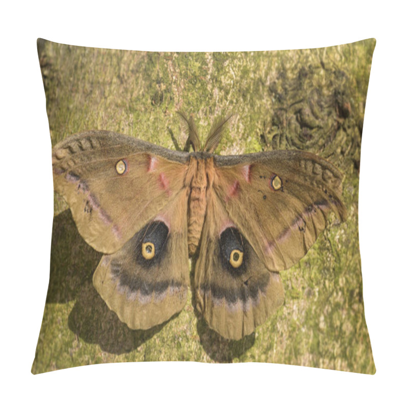 Personality  Polyphemus Moth - Antheraea Polyphemus, Caterpillar Of Beautiful Large American Moth. Pillow Covers