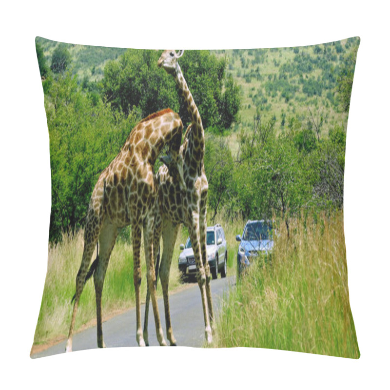 Personality  Two Large Giraffe Bulls Fight In The Middle Of The Road For A Female Giraffe Pillow Covers