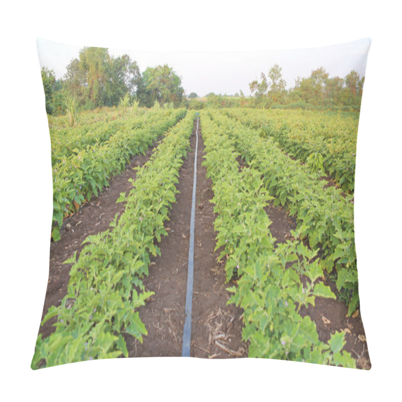 Personality  Green Fields Of Eggplant Pillow Covers