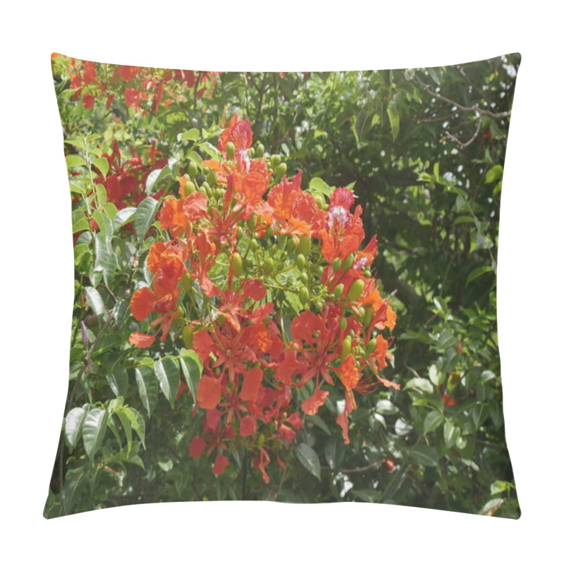 Personality  Flame Tree Or Delonix Regia In Bloom, Close Up With Red Flowers. Tropical Flowering Tree Pillow Covers