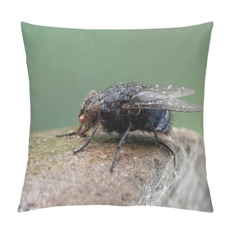 Personality  Common Blowfly Or Bottle Fly (Calliphora Vicina), Covered In Water Drops, Resting On A Wet Stone. One Of The Most Important Fly Species For Forensic Entomology. Delta, British Columbia, Canada Pillow Covers