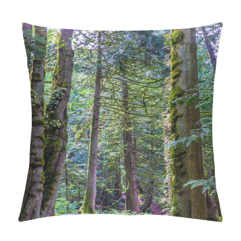 Personality  Beautiful Primeval Rain Forest With Mystical Cedar Trees Pillow Covers