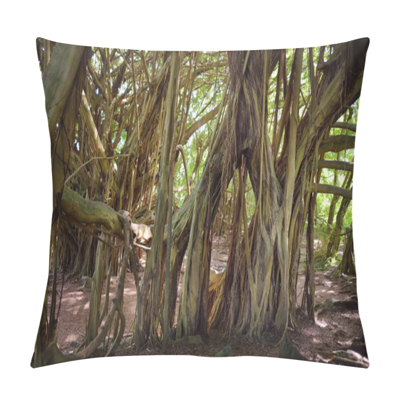 Personality  Branches And Hanging Roots Of Giant Banyan Tree Growing On Pipiwai Trail On Maui, Hawaii, USA Pillow Covers