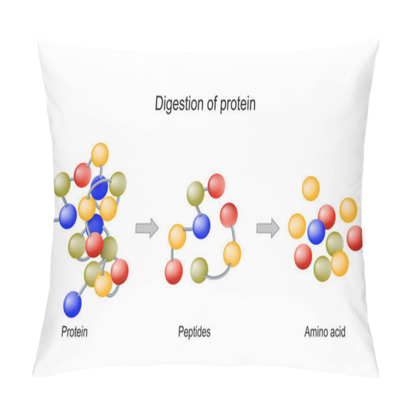 Personality  Digestion Of Protein. Enzymes (proteases And Peptidases), Peptid Pillow Covers