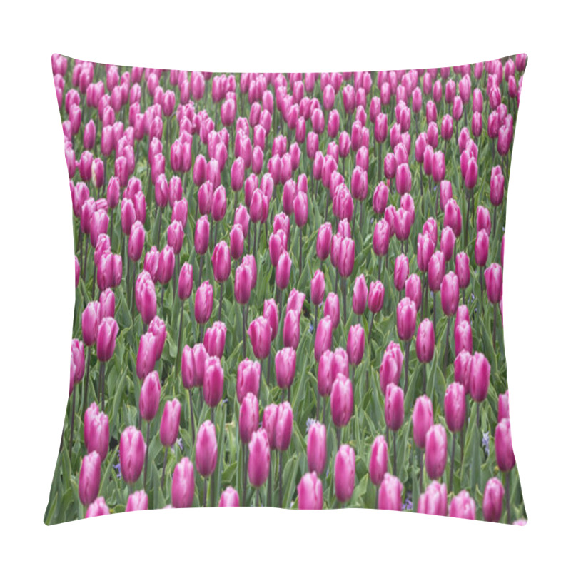 Personality  Abstract Background . Purplel Tulips Flowers Blooming In A Park Pillow Covers