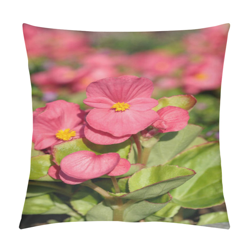 Personality  Pink Wax Begonia With Green Leafs (Begonia X Semperflorens-cultorum). Pillow Covers