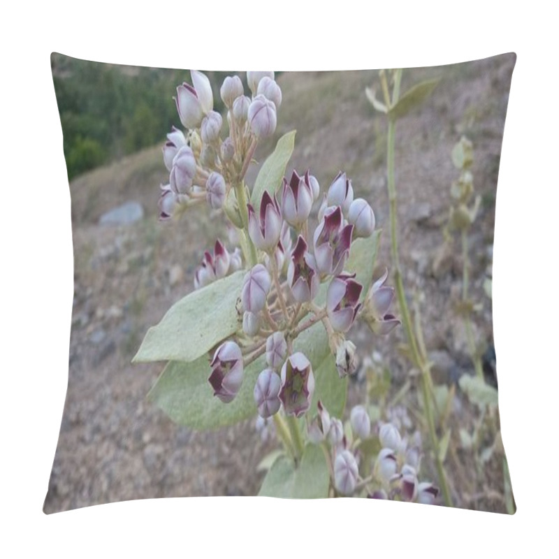 Personality  Calotropis Procera Sapling Plant, Apple Of Sodom, Aak, Madar, Or Giant Milkweed Plants And Flowers In A Hilly Or Mountain Area Pillow Covers