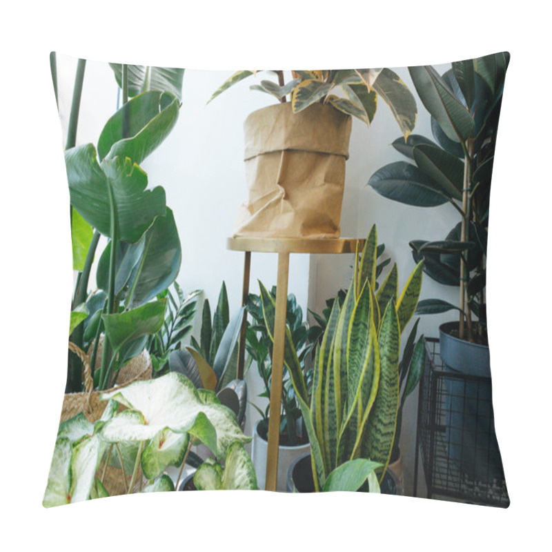 Personality  Ficus Lyrata, Potted Ficus. Plant Collection.Beautiful Fiddle-leaf, Fig Tree Plant With Big Green Leaves. Stylish Modern Floral Home Decor In Minimal Style Side View Pillow Covers