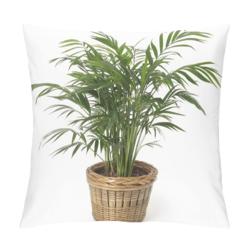 Personality  A Striking Image Showcasing A Bamboo Palm (Chamaedorea Seifrizii) In A Woven Basket Planter, Captured On A White Background. The Plants Graceful Fronds Arch Upward, Displaying Rich Green Leaves That Add A Tropical Vibe To The Space. Pillow Covers