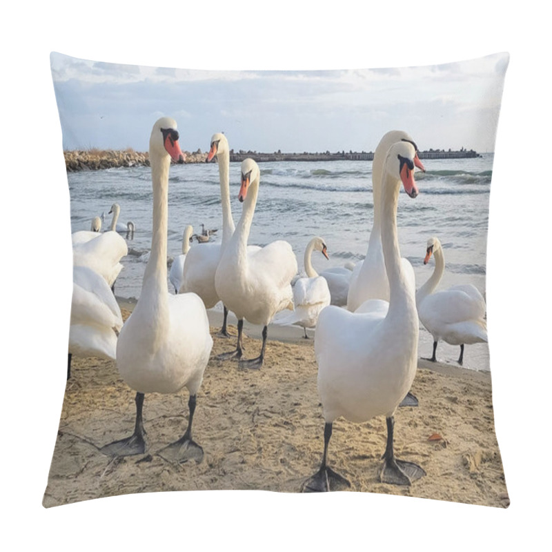 Personality  Several Swans On The Black Sea In Sunny Weather, Varna, Bulgaria. Pillow Covers