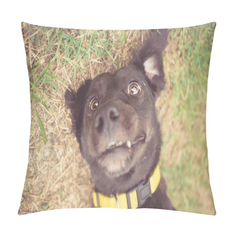 Personality  Mixed Breed Dog Selfie Photo Pillow Covers