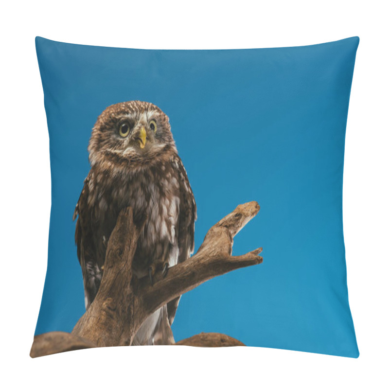 Personality  Cute Wild Owl On Wooden Branch Isolated On Blue Pillow Covers