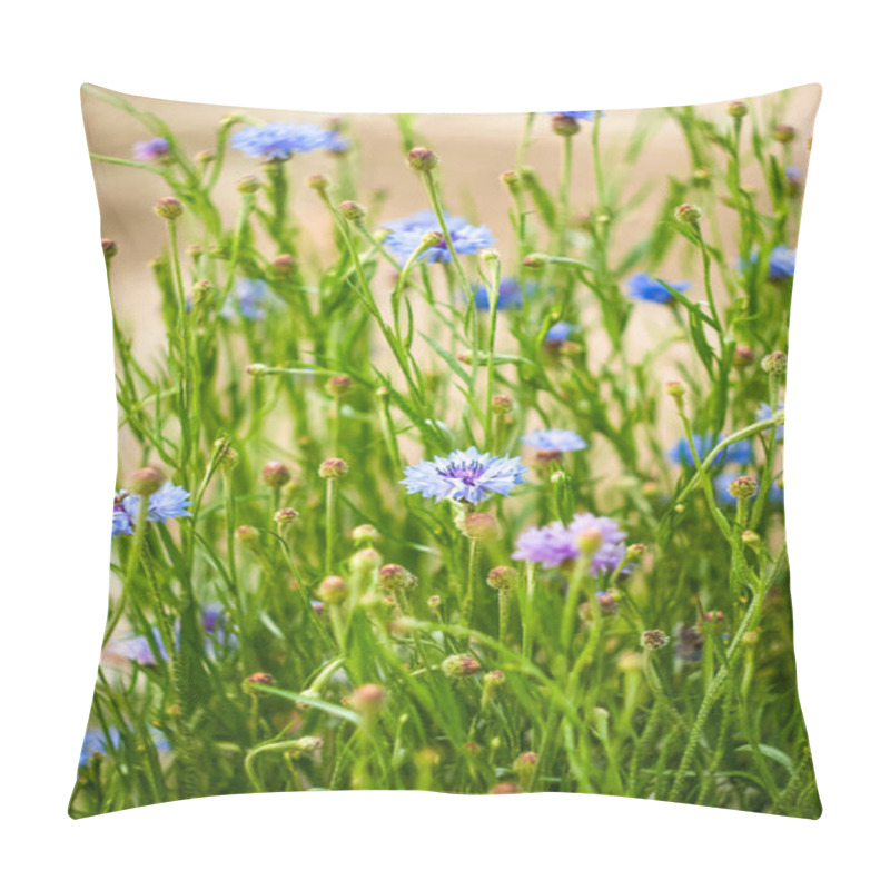 Personality  Colorful Cornflower Bloom In A Sunny Field, Showcasing Vibrant Blues And Greens During Early Spring Pillow Covers