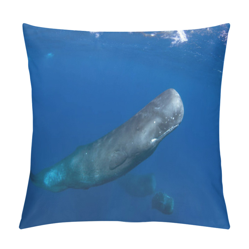 Personality  Sperm Whale Is Playing Under Surface. Playful Whale In Indian Ocean. Extraordinary Marine Life. Pillow Covers