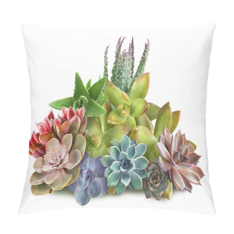 Personality  Collection Of Different Beautiful Succulents On White Background Pillow Covers