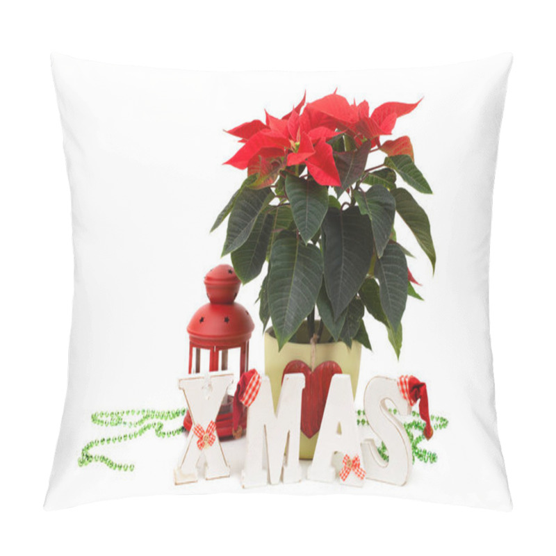 Personality  Poinsettia And 