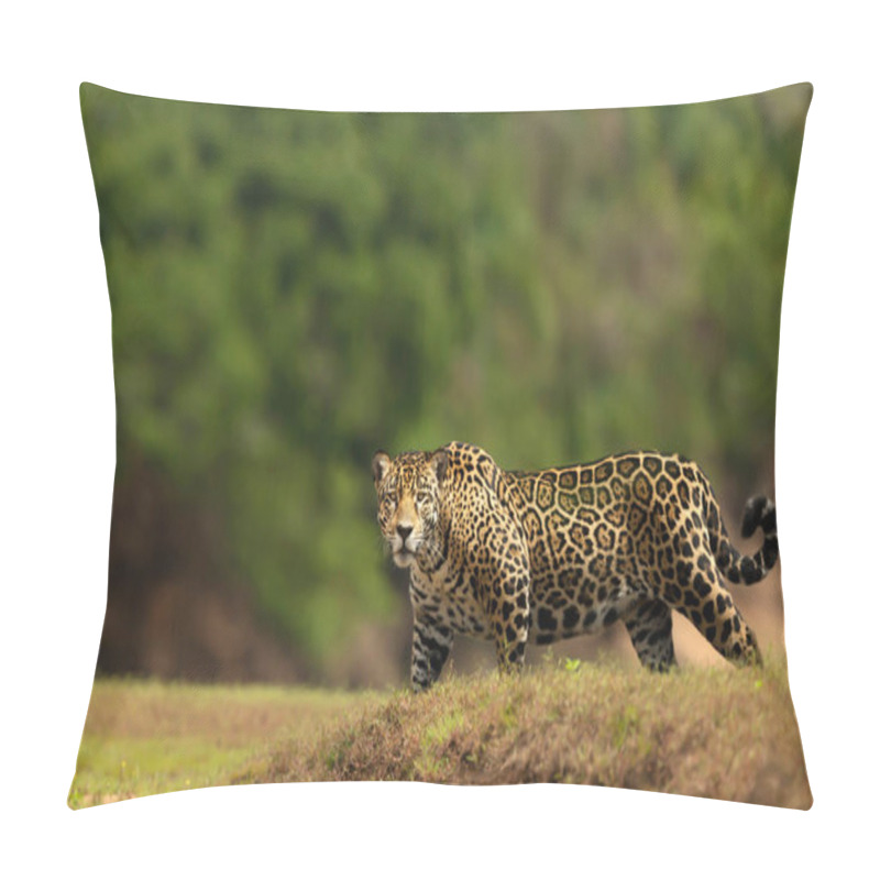 Personality  Close Up Of A Jaguar Walking On A River Bank, South Pantanal, Brazil. Pillow Covers