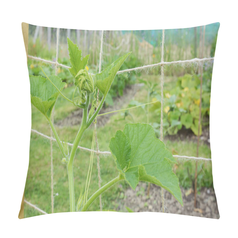 Personality  Cucurbit Vine Climbs A Netting Trellis In An Allotment Pillow Covers