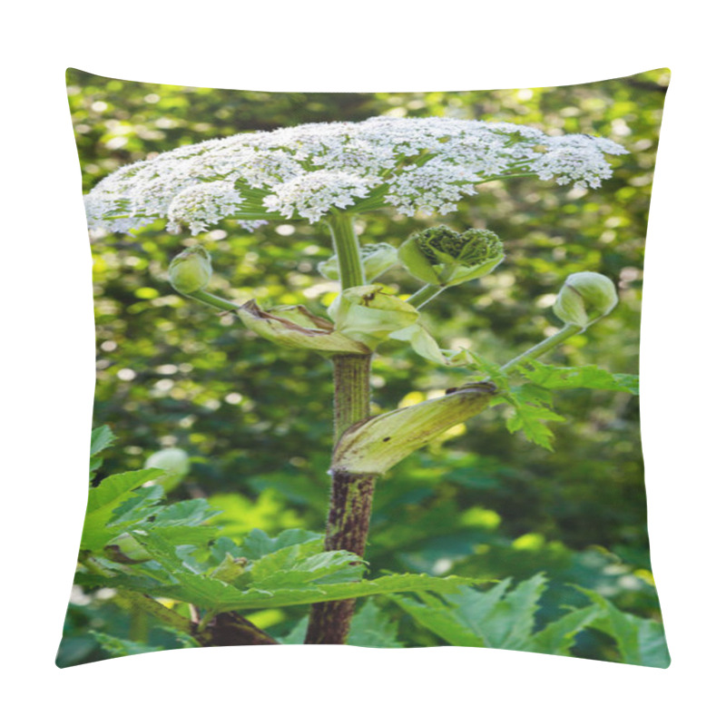 Personality  Heracleum Sosnowskyi Is Apoisonous Plant, Commonly Known As Giant Hogweed, Cartwheel-flower, Giant Cow Parsley, Giant Cow Parsnip, Hogsbain Pillow Covers