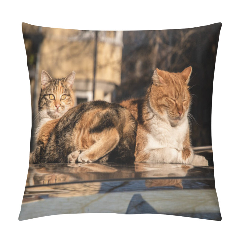 Personality  Two Adorable Street Cats On Car Roof Closeup On Autumn Sunny Day Pillow Covers