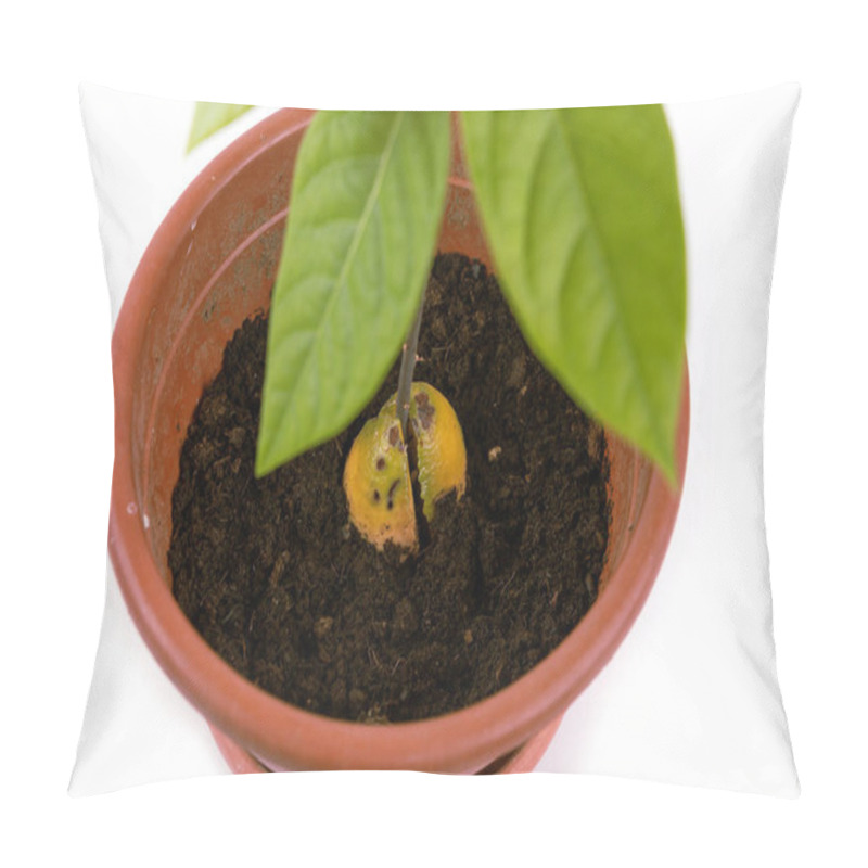 Personality  Close-up Of Young Green Plant Avocado In A Pot, Seedling, Isolated White Background.  Pillow Covers