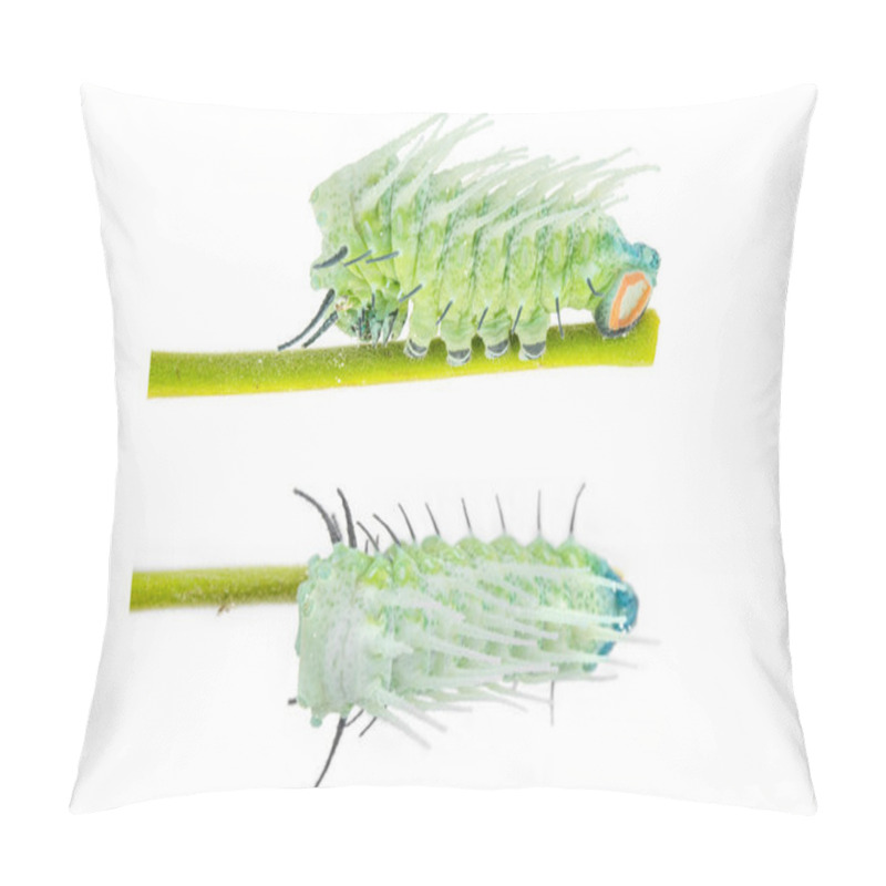 Personality  Caterpillar Of Largest Attacus Atlas Moth Pillow Covers