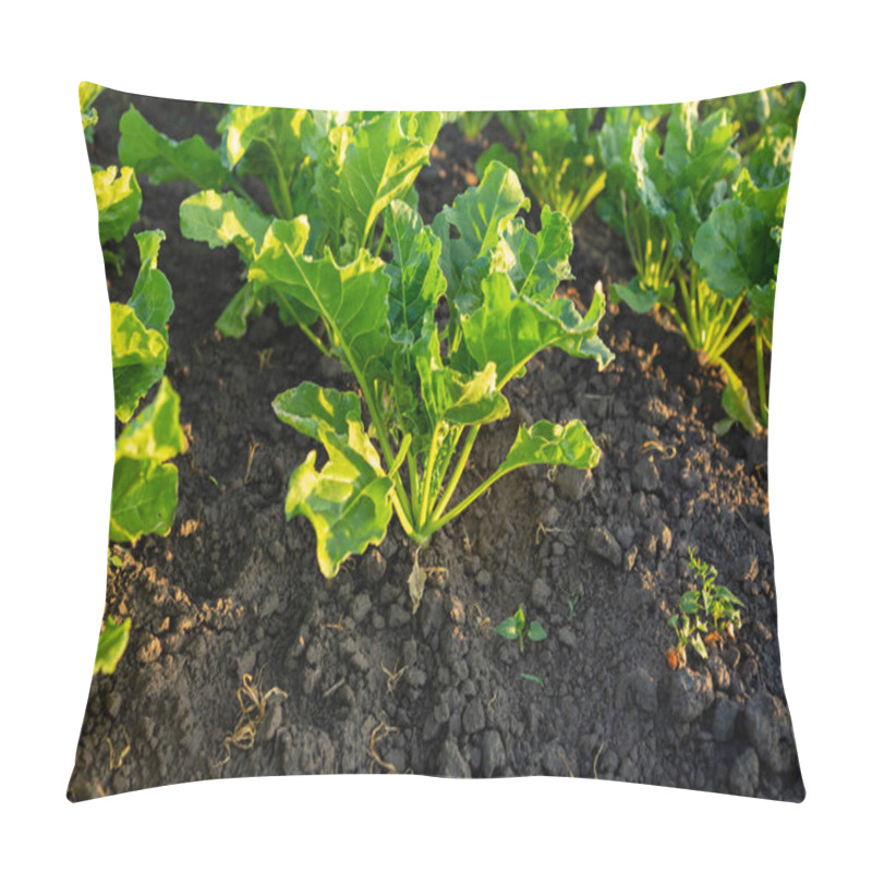 Personality  Organic Vegetables Garden, Beetroots Pillow Covers