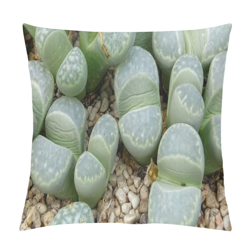 Personality  Mesembs (Lithops Sp.), African Plant From Namibia In The Botanical Collection Of Supersucculent Plants Pillow Covers