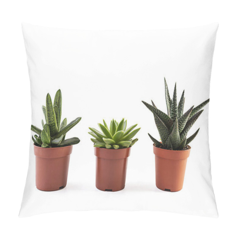 Personality  Succulents Isolated On A White Background. Succulents Plant In A Pot Pillow Covers