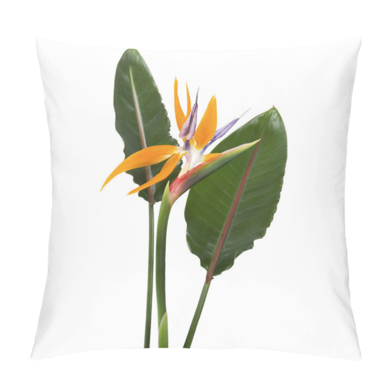 Personality  Strelitzia Reginae Flower With Leaves, Bird Of Paradise Flower, Tropical Flower Isolated On White Background, With Clipping Path Pillow Covers