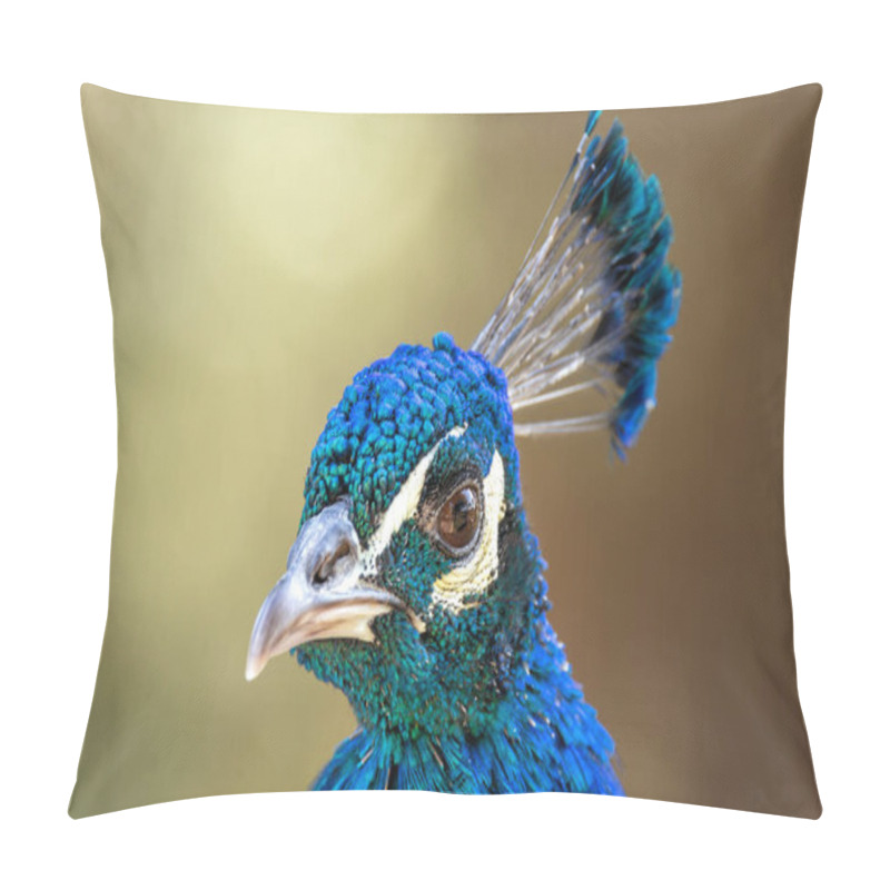 Personality  The Indian Peafowl, A Vibrant Omnivore, Eats Grains, Seeds, And Insects. Photographed In Lush Gardens. Pillow Covers