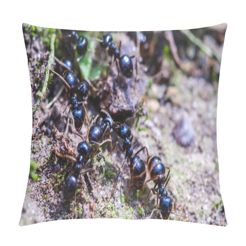 Personality  Big Ants Inside The Nest, Ant Workers In Colony, Macro Pillow Covers