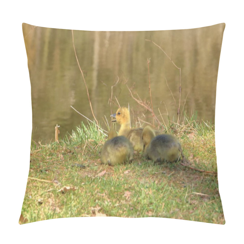 Personality  Canada Goose Family With Young Goslings On The Land Pillow Covers