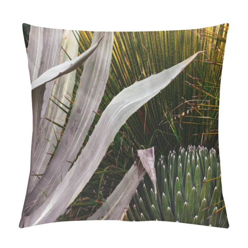 Personality  Agave Victoriae-reginae, Queen Victoria Or Royal Agave Succulent Flowering Perennial Plant, Agave Ferdinandi Regis Background. Garden Tropical Plants. Pillow Covers