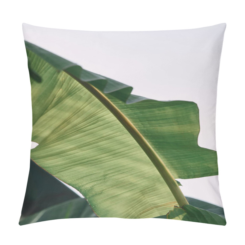 Personality  Close Up View Of Green Tropical Leaf Under Sunlight Outdoors  Pillow Covers