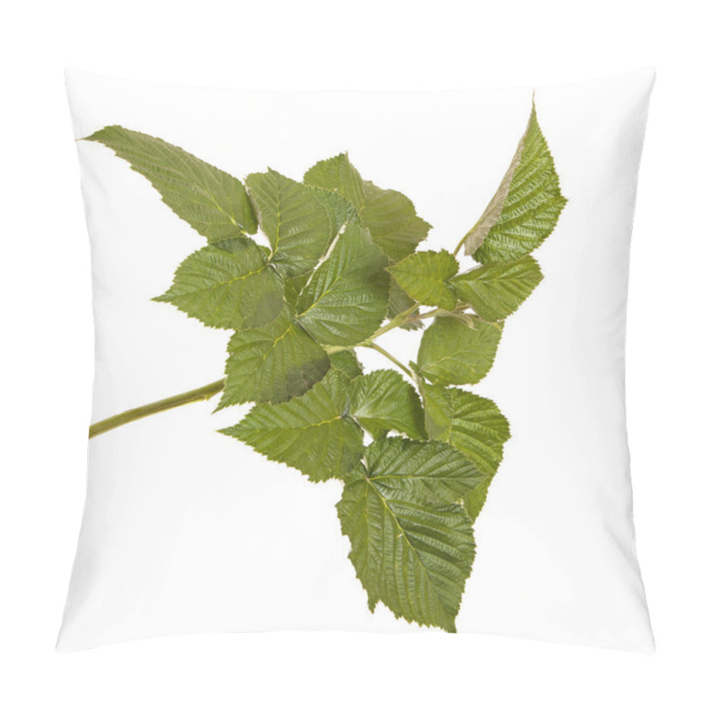 Personality  Green Raspberry Leaves. Isolated On White Background Pillow Covers