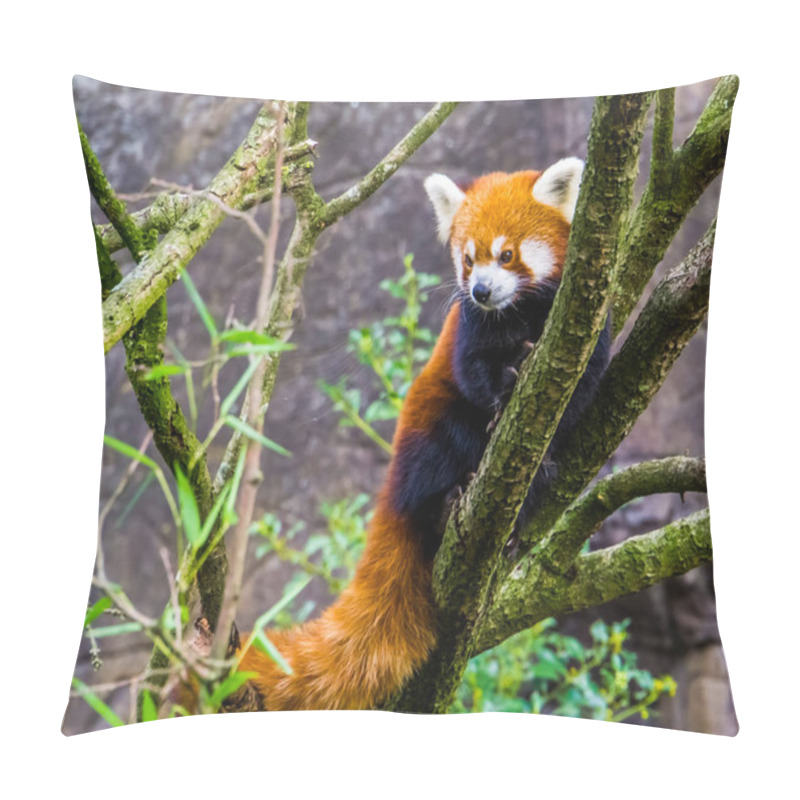 Personality  Closeup Of A Red Panda Climbing In A Tree, Endangered Animal Specie From Asia Pillow Covers