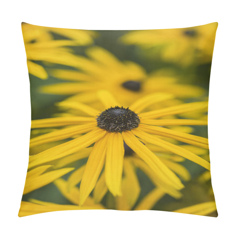 Personality  Vibrant Macro Image Of Black Eyed Susan Flower In Summer Pillow Covers