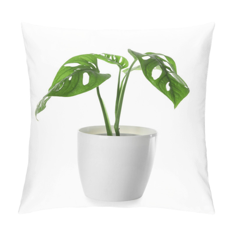 Personality  Green Monstera In Pot On White Background Pillow Covers