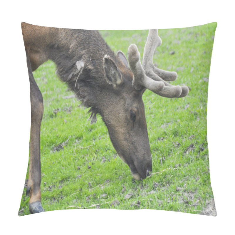 Personality  Elk Grazing, Alaska Pillow Covers