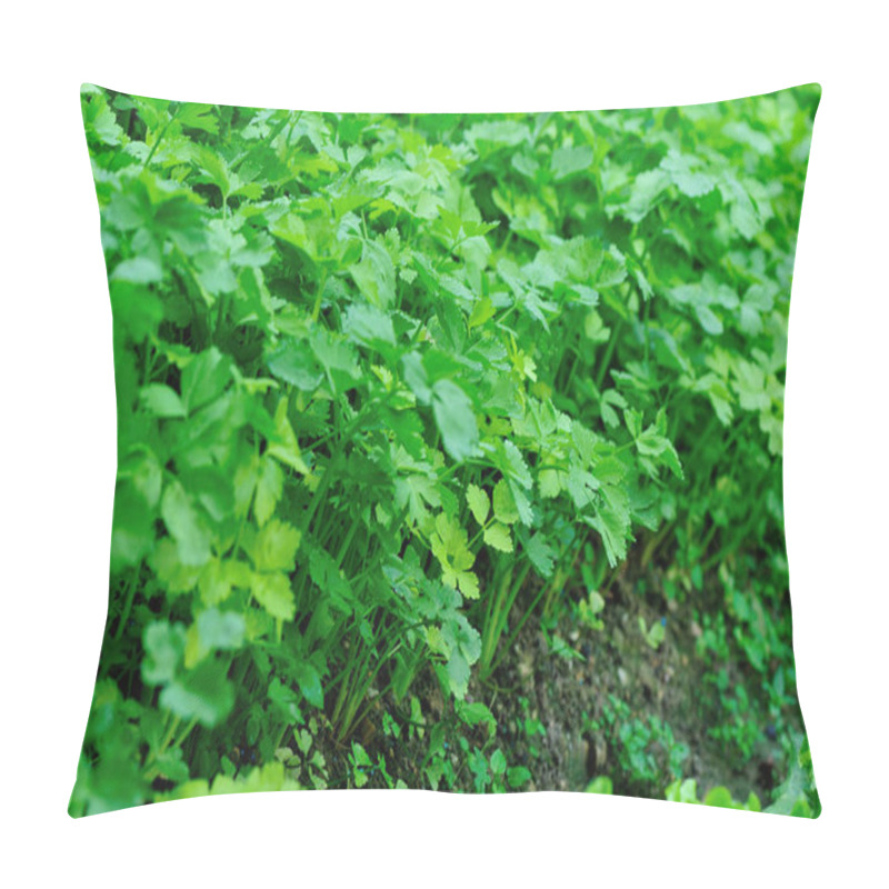 Personality  Green Celery Growing At Vegetable Garden Pillow Covers