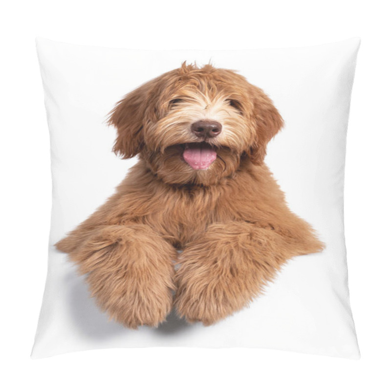 Personality  Fluffy Caramel Australian Cobberdog, Laying Down Facing Front. Eyes Not Showing Due Long Hair. Isolated On White Background. Mouth Open Showing Long Tongue, Paws Over Edge. Pillow Covers